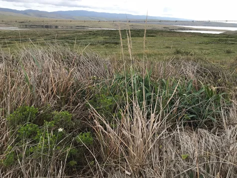 reedgrass-soapplant.jpg