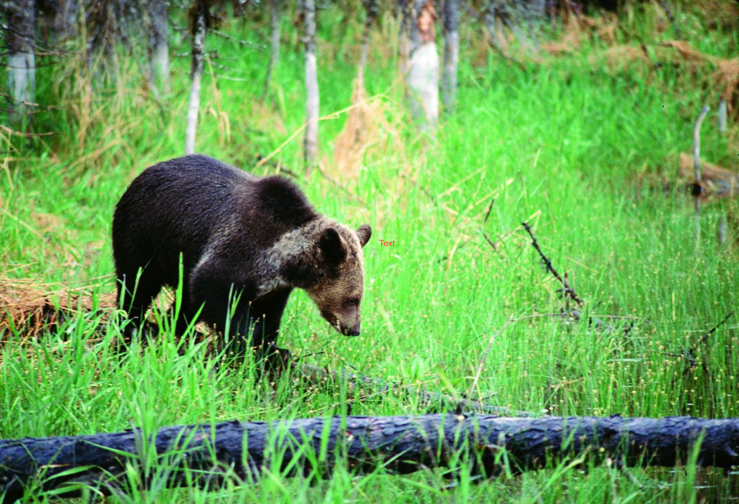 BlackBearWuerthner.png