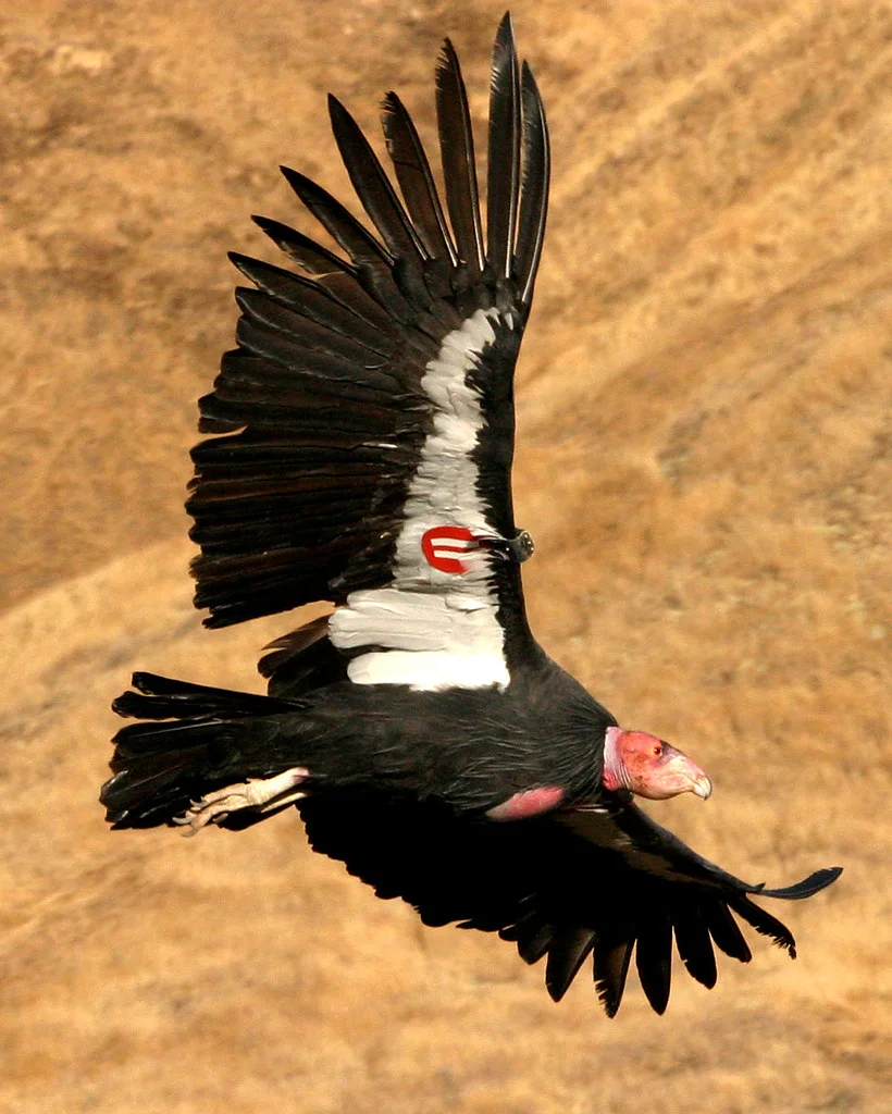 Fig. 1. A California condor in the wild (with the identification tag that every released individual carries). Source: US Fish and Wildlife Service .