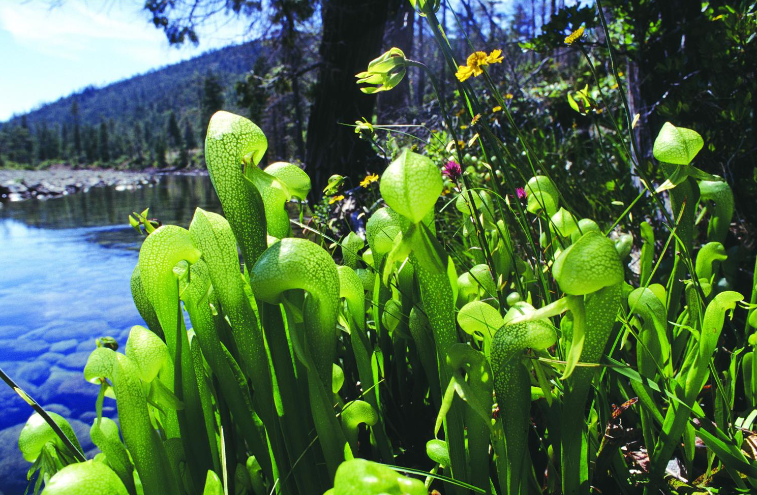 Figure 1 . Darlingtonia California , a carnivorous plant, along Rough and Ready Creek in a watershed of extraordinary biological diversity. The watershed is threatened with nickel mining, and wild and scenic river status would help end the mining threat. Source: Sandy Lonsdale. First appeared in Oregon Wild: Endangered Forest Wilderness by the author.