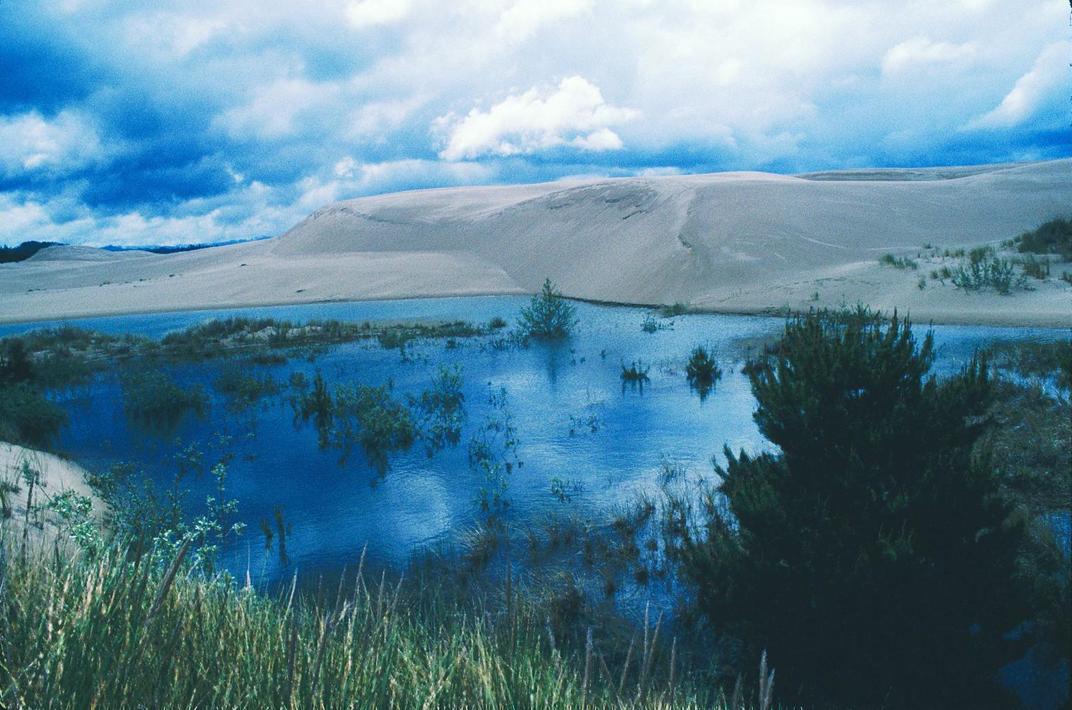 Figure 4. A dunal wetland in the Oregon Dunes National Recreation Area. Wetlands, lakes, and streams in the recreation area would be unique additions to the National Wild and Scenic Rivers System. Source: Dominic DeFazio. First appeared in Oregon Wild: Endangered Forest Wilderness by the author.