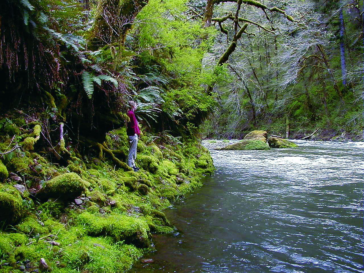 Figure 6. A segment of the Nestucca Oregon Scenic Waterway, established in 1988, downstream from the Nestucca Wild and Scenic River, established in 2019. It flows through the proposed Mount Hebo Wilderness. Source: Erik Fernandez. First appeared in Oregon Wild: Endangered Forest Wilderness by the author.