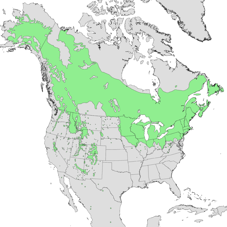 Map 1. The range of quaking aspen ( Populus tremuloides ). Source: Wikipedia .