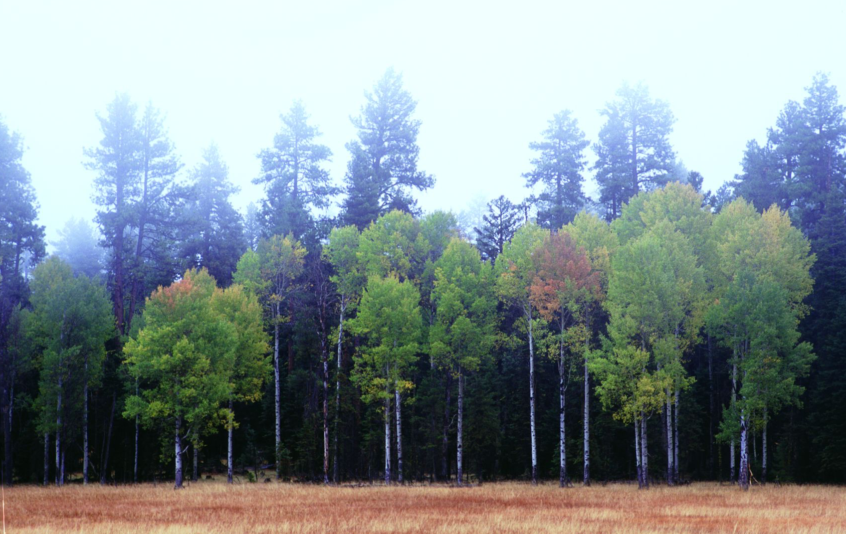 Figure 2. Quaking aspen ( Populus tremuloides ) (foreground) and ponderosa pine ( Pinus ponderosa ) (background) on the Ochoco National Forest in Oregon. While aesthetically pleasing, the image is disturbing if you note the utter lack of any aspen replacement stems . Source: Sandy Lonsdale. First appeared in Oregon Wild: Endangered Forest Wilderness (Timber Press, 2004).