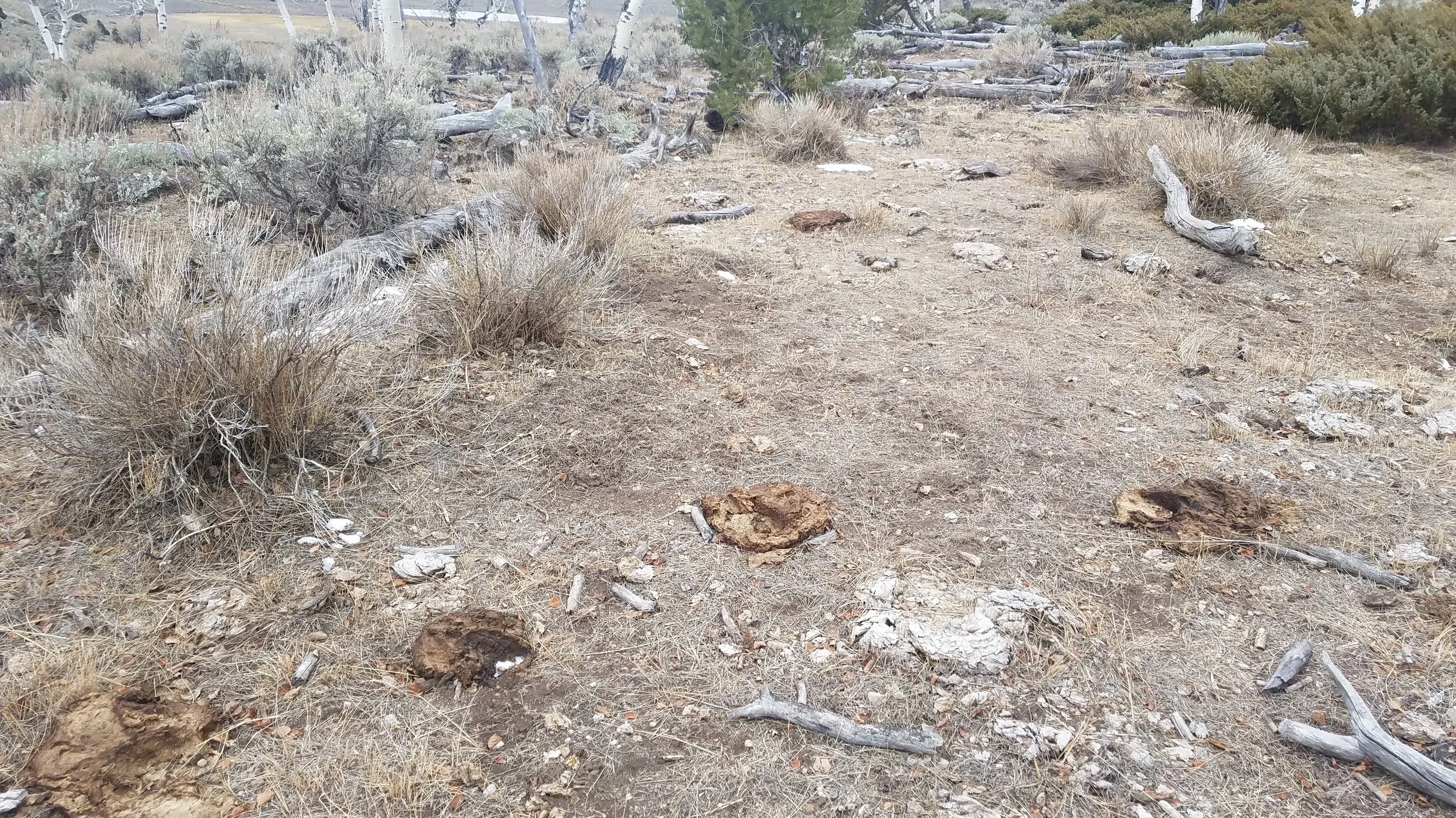 Figure 11. A ground shot from the location of Camera 2 on November 22, 2018. Bovine calling cards, including some from previous years, are evidence of the cows’ passing through. (Please don’t call them cow pies; they are not pies made of cow, but feces from a cow.) Source: Western Watersheds Project .
