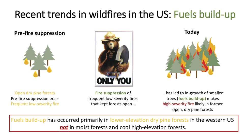 Figure 9 . The Forest Service would have us believe that all forests in the American West are tinderboxes set to explode. However, the narrative that fire suppression has caused “overgrown” forests is true primarily in open ponderosa pine–dominated forests. Most forests in the American West are not such forests. Logging out the largest, most fire-resistant (and most profitable) trees has exacerbated the situation, as has the widespread grazing of domestic livestock. Finally, the most flammable “forest” of all is an industrial monoculture plantation of Douglas-fir .