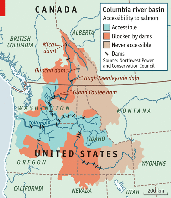 Figure 2. Some dams block salmon migration. Others that don’t block it nonetheless lethally impede both upstream returning adults and downstream juvenile migrants. Source: The Economist .