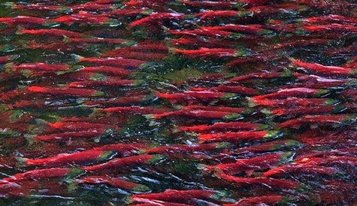 Figure 9. “I would love—I don’t think I can stay alive this long though—to see why they called Redfish Lake, Redfish Lake. I don’t know if we can do that during my lifetime. But we need to do it for our future generations.”—Rep. Mike Simpson. Redfish are returning Snake River sockeye salmon that spawn only in high mountain lakes. Source: Save Our Wild Salmon .