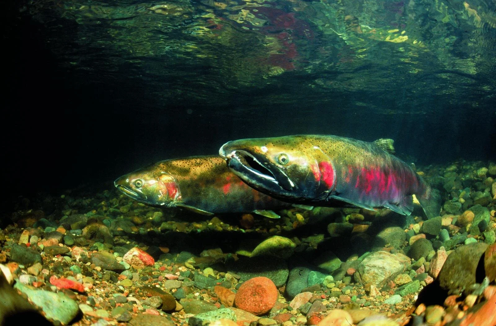 Figure 1. Adult coho salmon. Anadromous (born in freshwater, live in the ocean, return to where they were born to spawn) fish such as numerous Pacific stocks of salmon and steelhead are an outstandingly remarkable value of many existing and proposed wild and scenic rivers. Source: www.RichardGrost.com (first appeared in Oregon Wild: Endangered Forest Wilderness ).