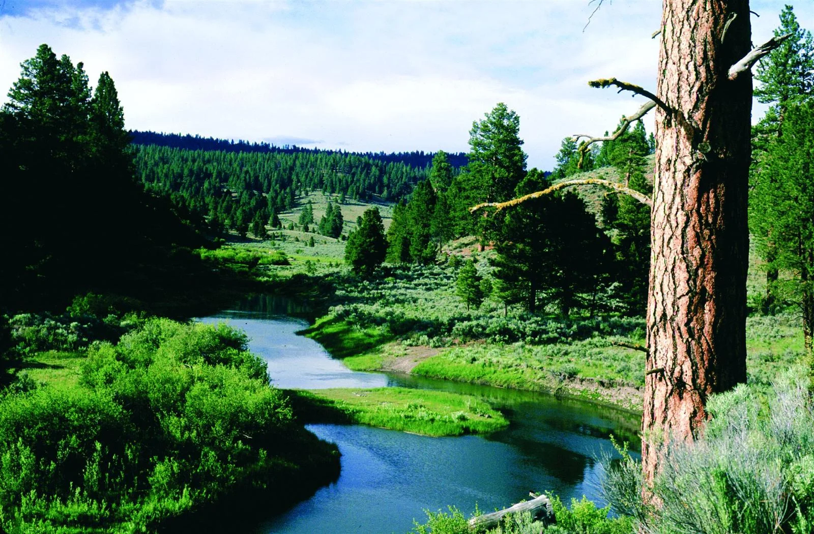 Crowdsourcing New and Expanded Oregon Wild and Scenic Rivers, Part 2: How to Nominate Your Favorite Stream(s)