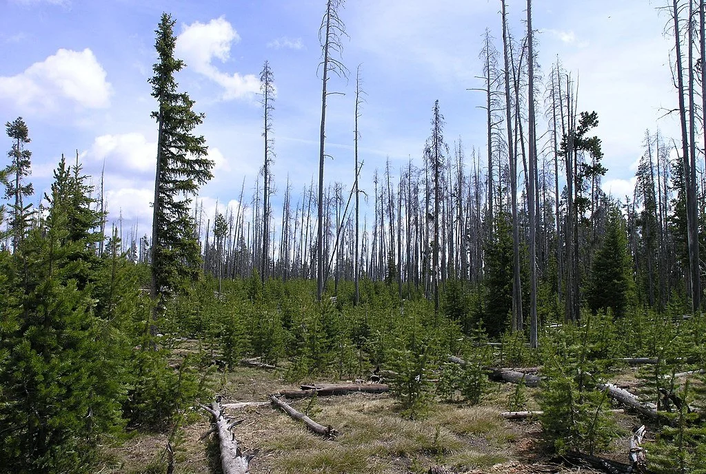 Preforests in the American West, Part 1: Understanding Forest Succession