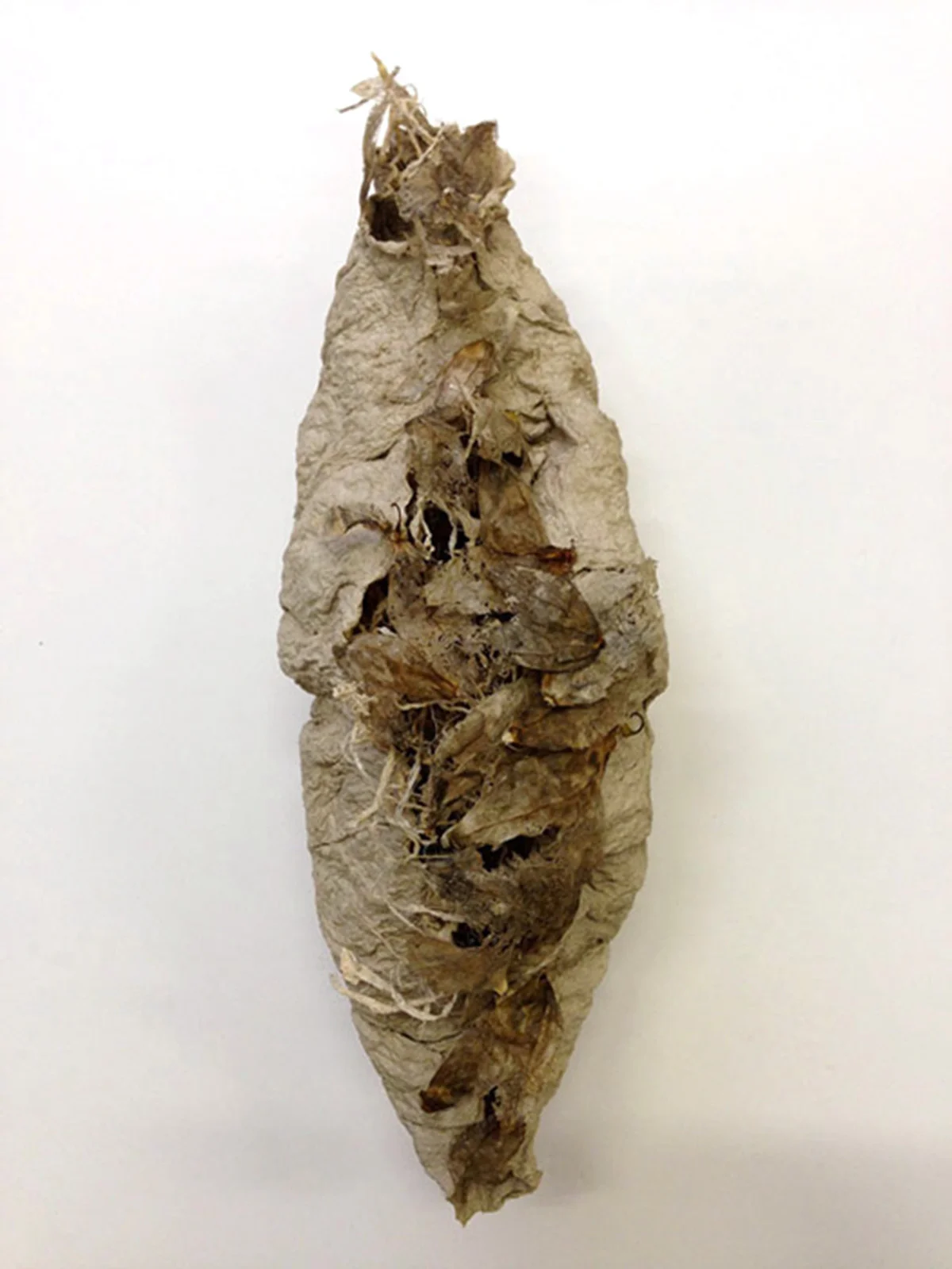 bloom_meg_ancientmusings_handmadepaper,tomatillo_17%22x8%22x7%22shells__2014edit.jpg