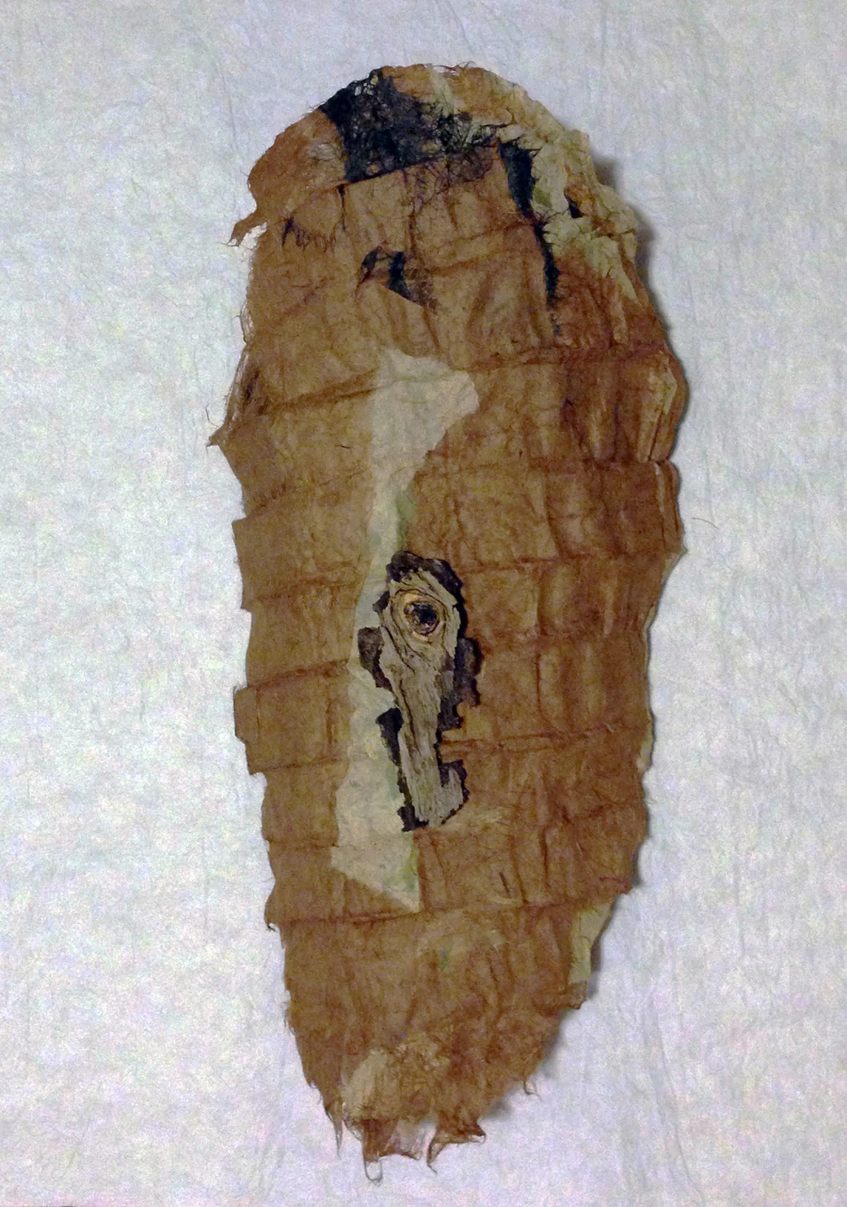 bloom_meg_tender ghosts-tan_joomchi_pigmented mulberry papers, wood_approx20%22x9%22x4%22_2015.jpg