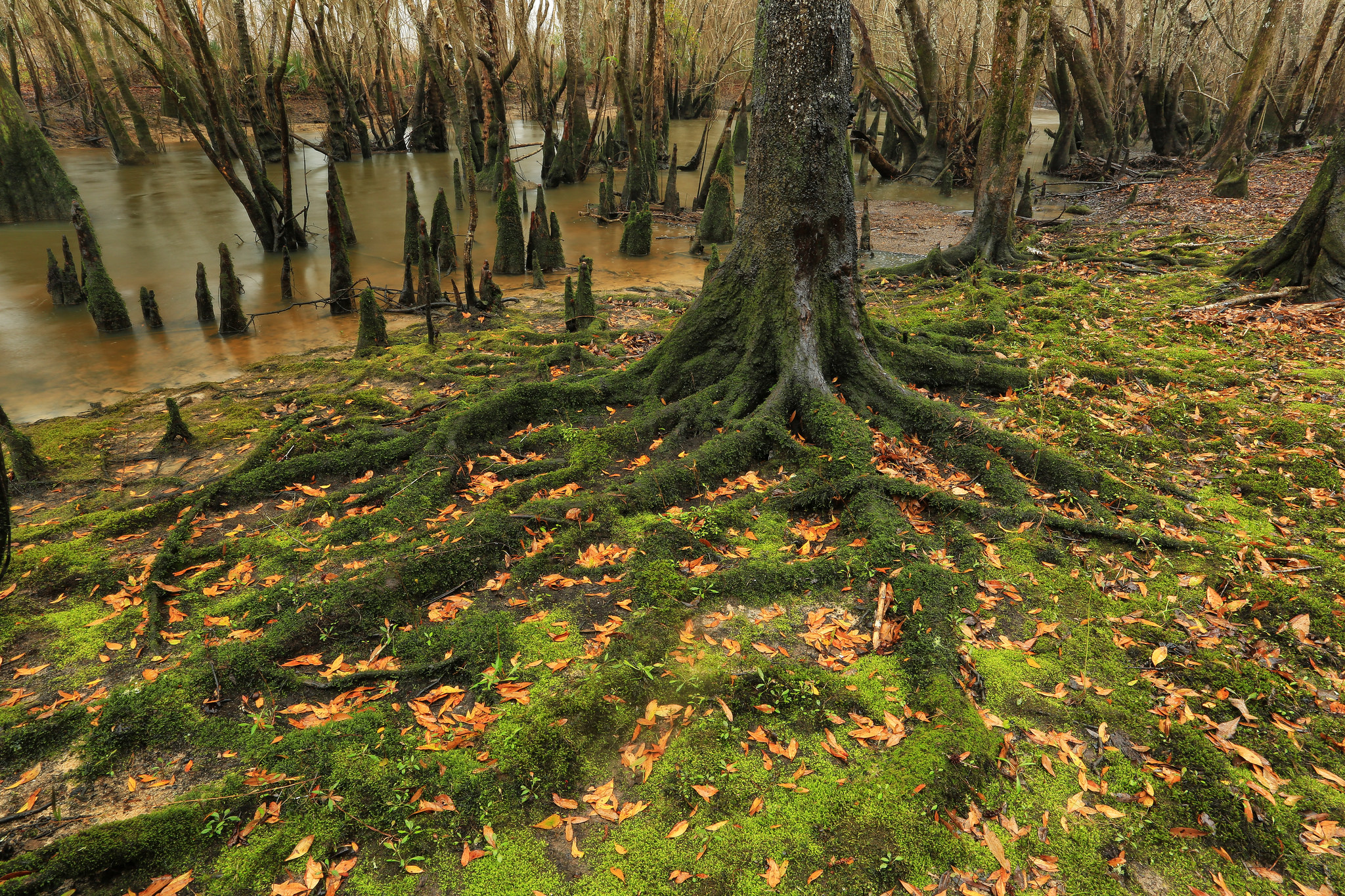 SanSavilla Wildlife Management Area, Courtesy of Alan Cressler