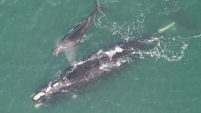 North Atlantic right whale and calf (GA DNR)