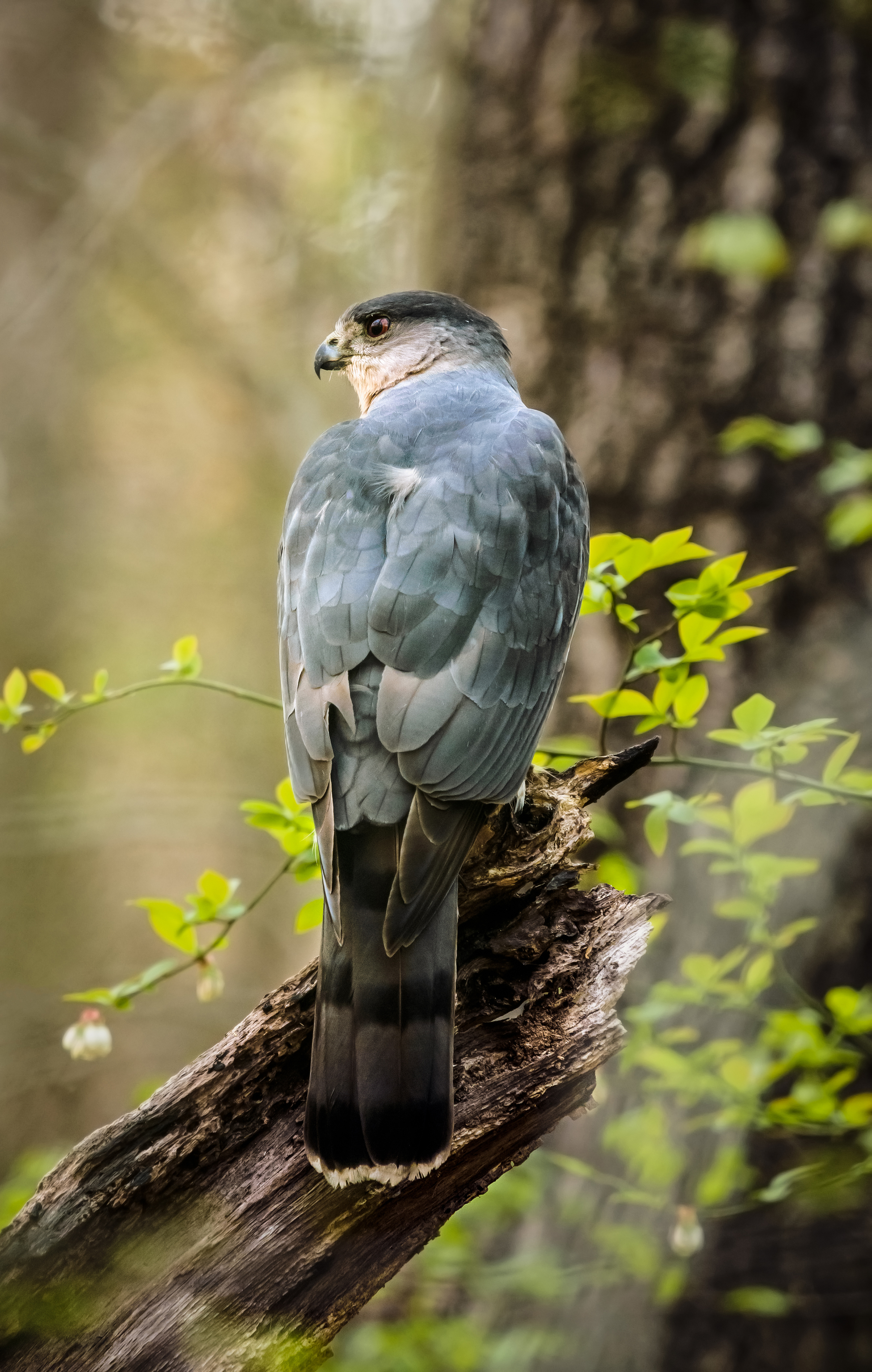 Coopers Hawk - Will Brawley.jpg