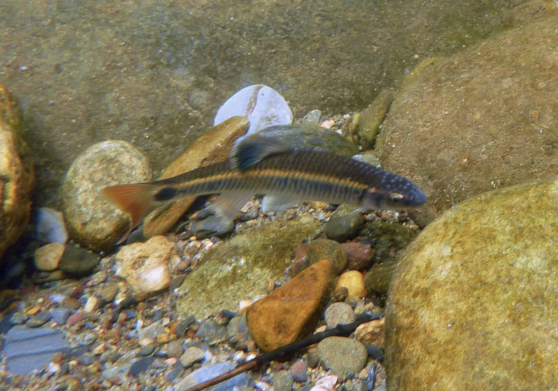 Snorkel Fish Rivers