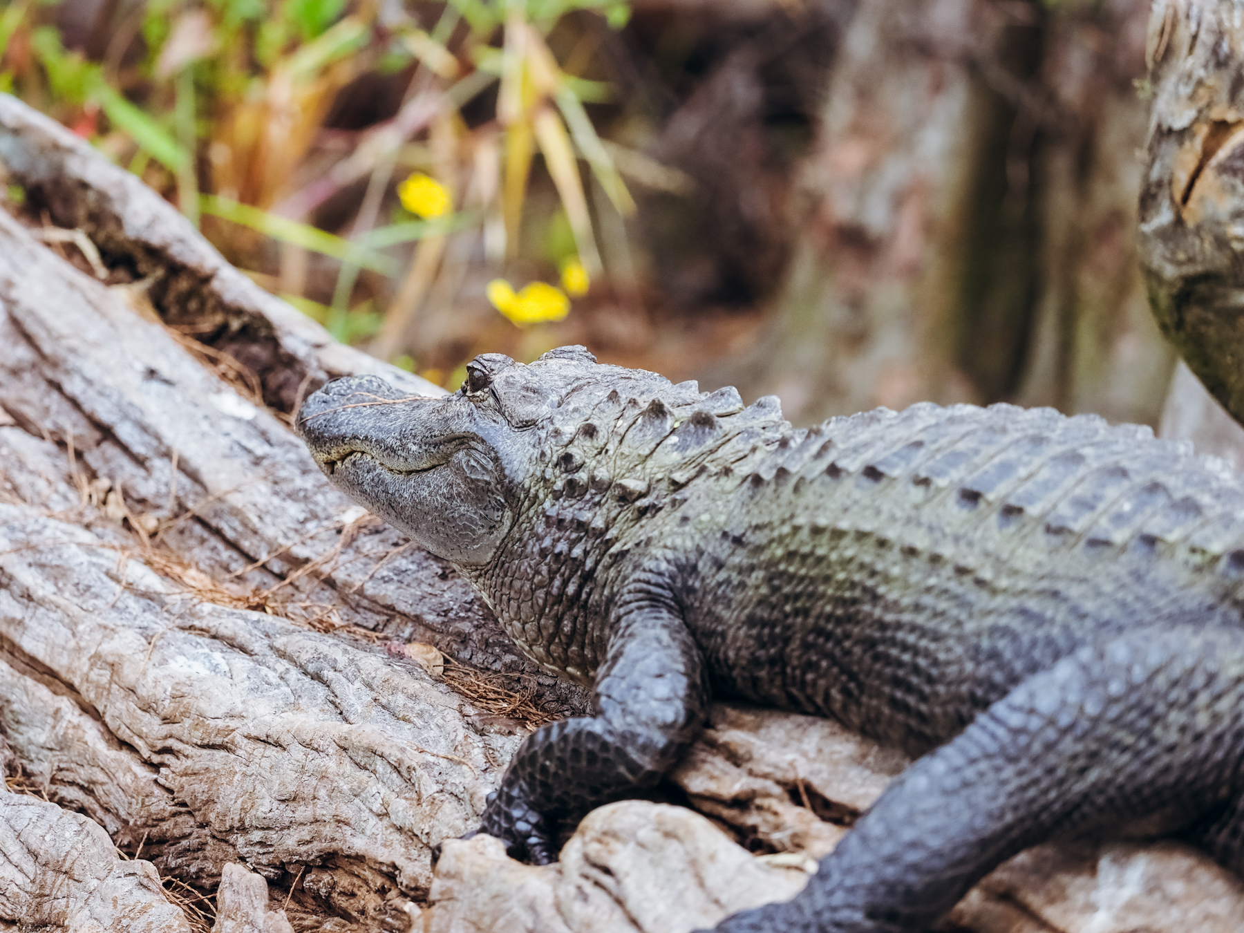 WBrawley_GC_Okefenokee16-Wildlife-117.jpg