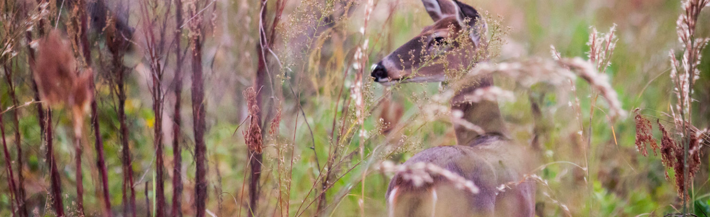 White-tailed Deer. Photo by Phuc Dao.