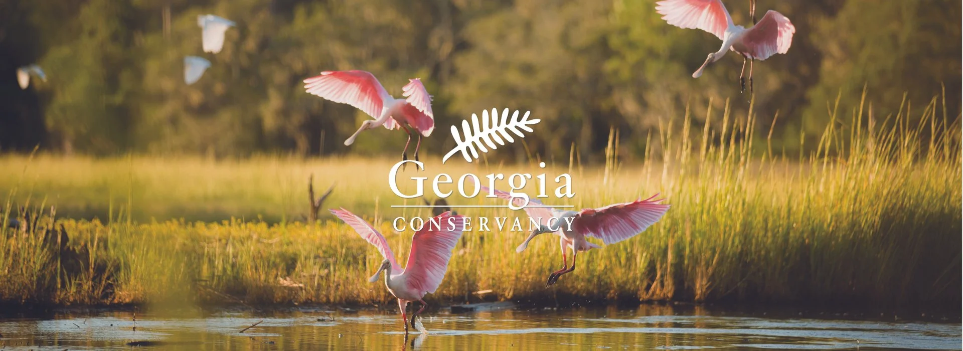 Website Banner 2024 3.jpg