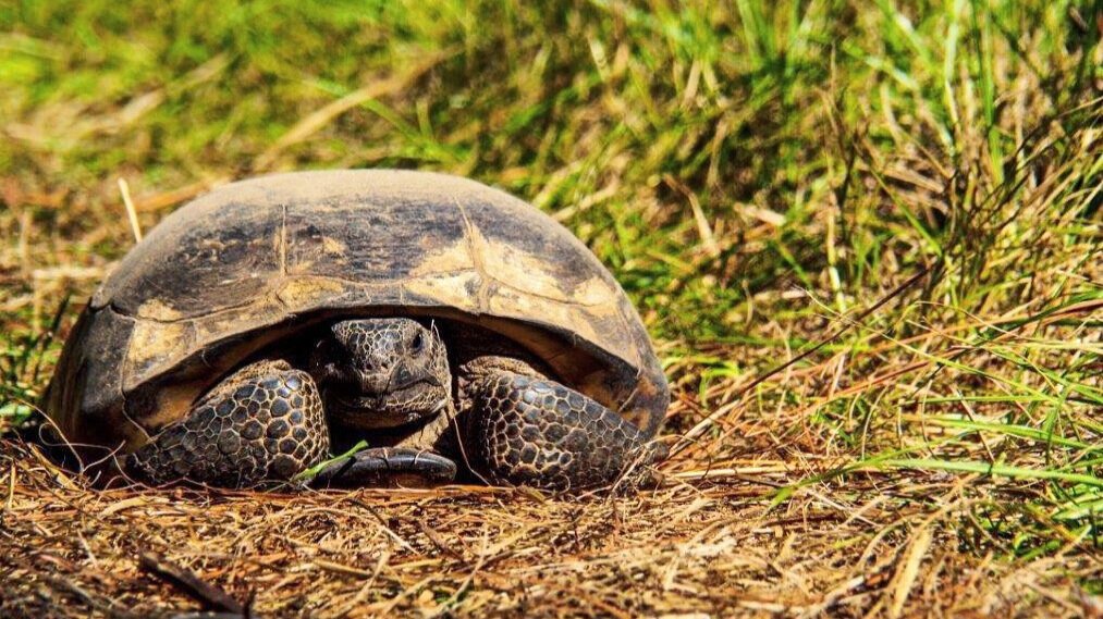 Saving Endangered Keystone Species: Key to Ecosystem Restoration