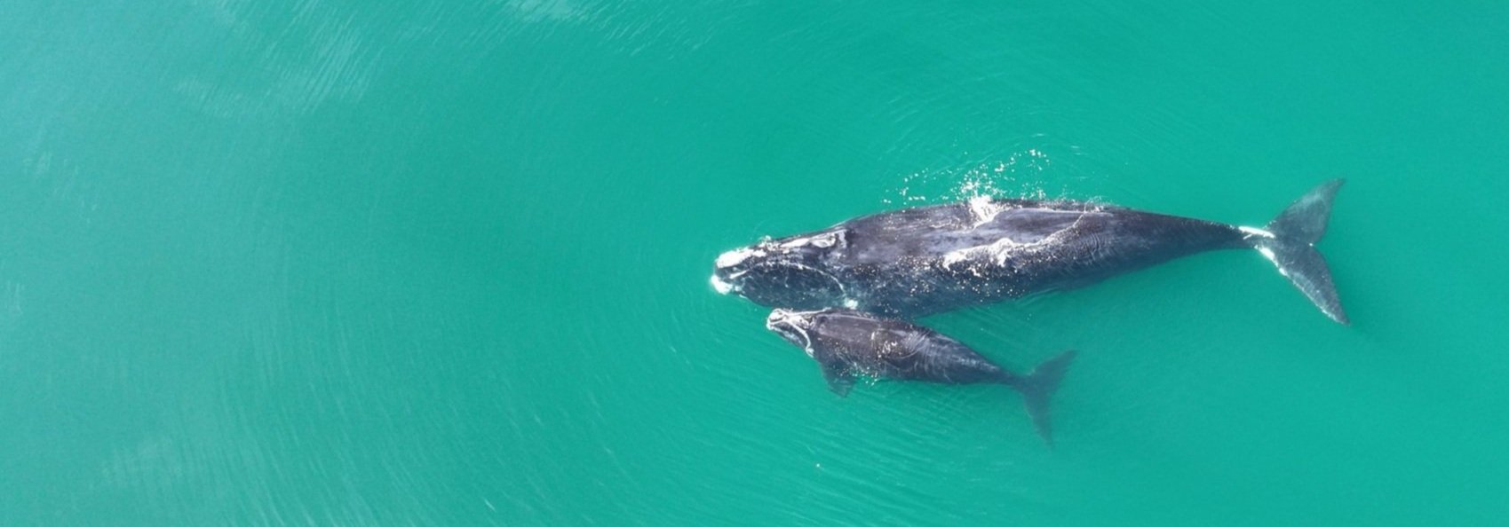 Saving The North Atlantic Right Whale — Georgia Conservancy