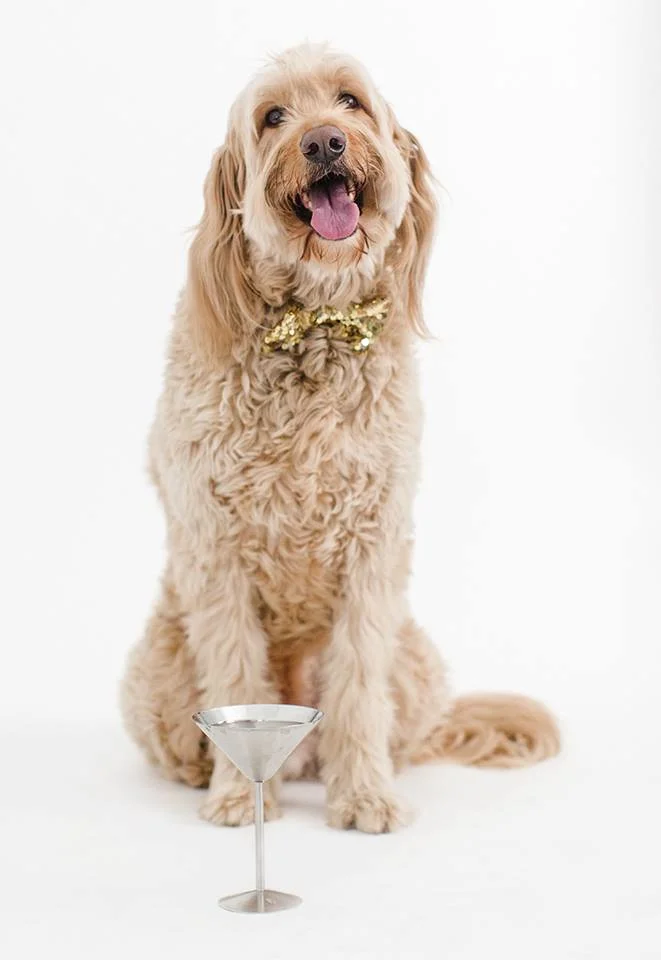 Fort Collins Yappy Hour 