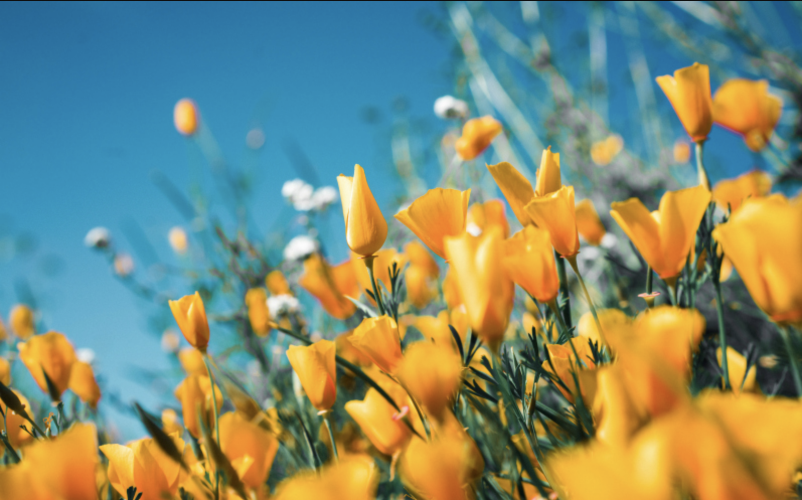 First Day Of Spring