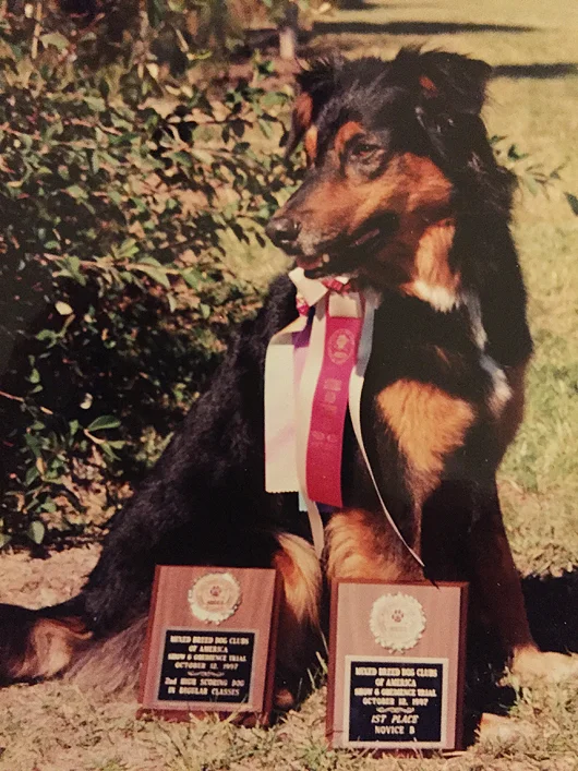 Teddy, my first rescue dog, with his awards from the Mixed Breed Dog Clubs of America, National trial. Teddy was loyal and happy and loved playing obedience training games with me. 