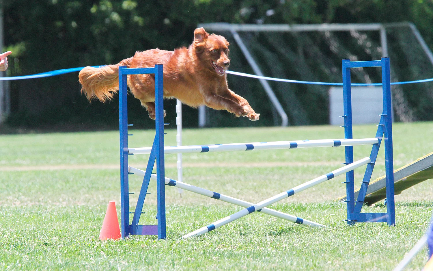 Tuli, Javahill's Red Flame MX MXJ OF CGCA at the Monterey Bay Agility Club AKC agility trial during his Novice agility title run. Photo by Dog Gone Digital.