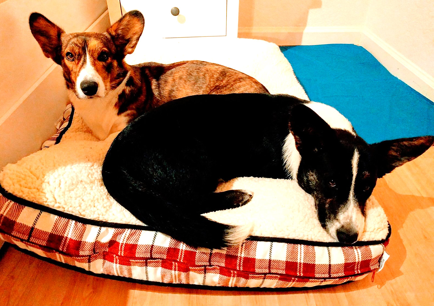 Jimi (left) and Sami