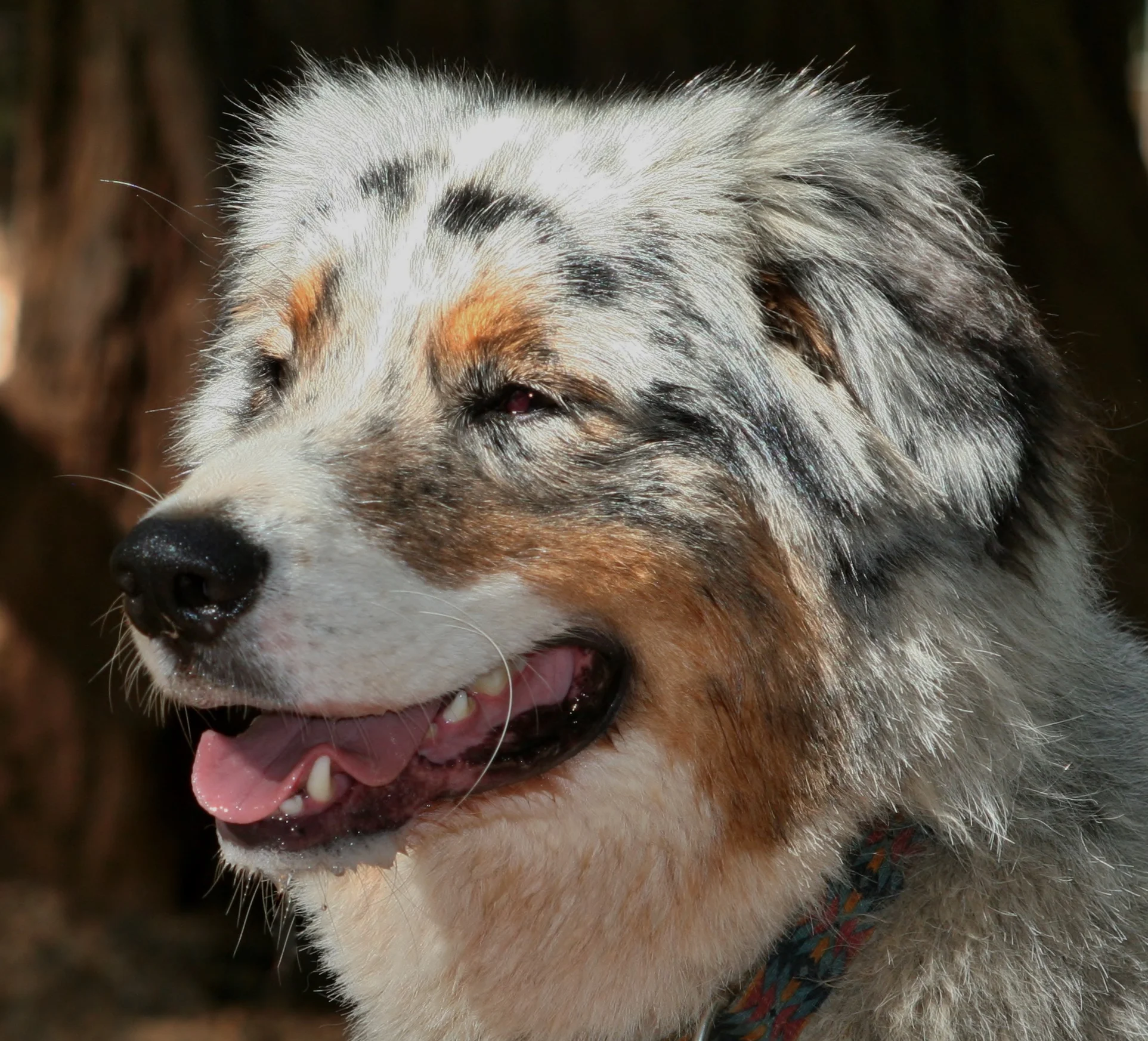 Merlin