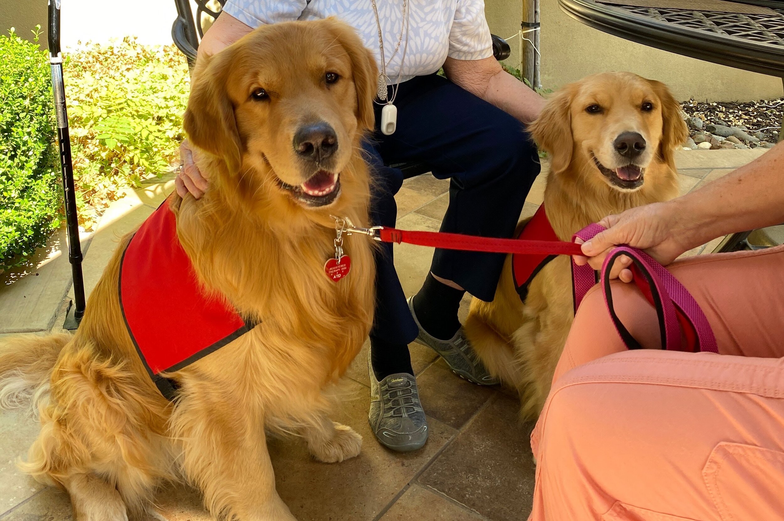  Therapy Dog Class graduates Norman and Kona at work 