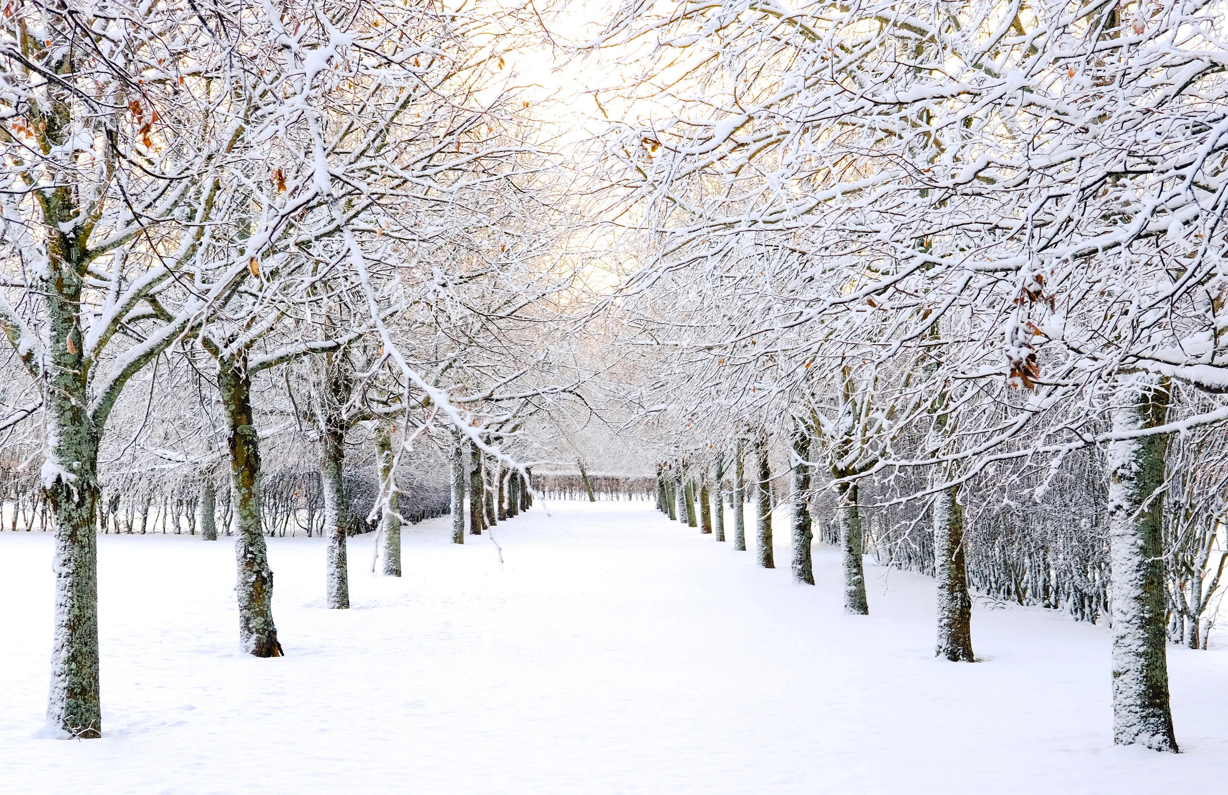 Due to snow storm Newton Public schools will be closed and morning classes @ CCMAA are canceled