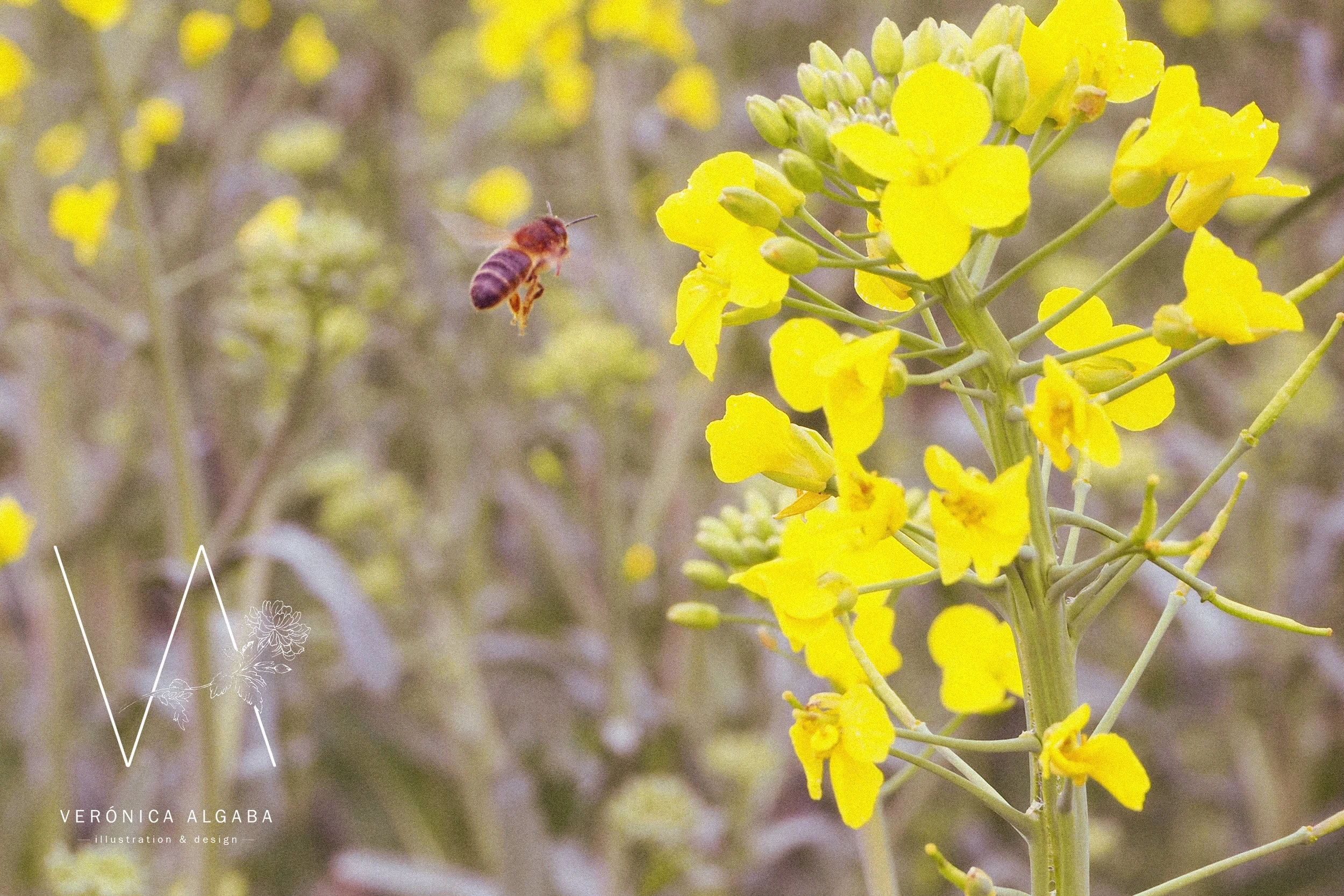 veronica algaba honeybee 04.jpg