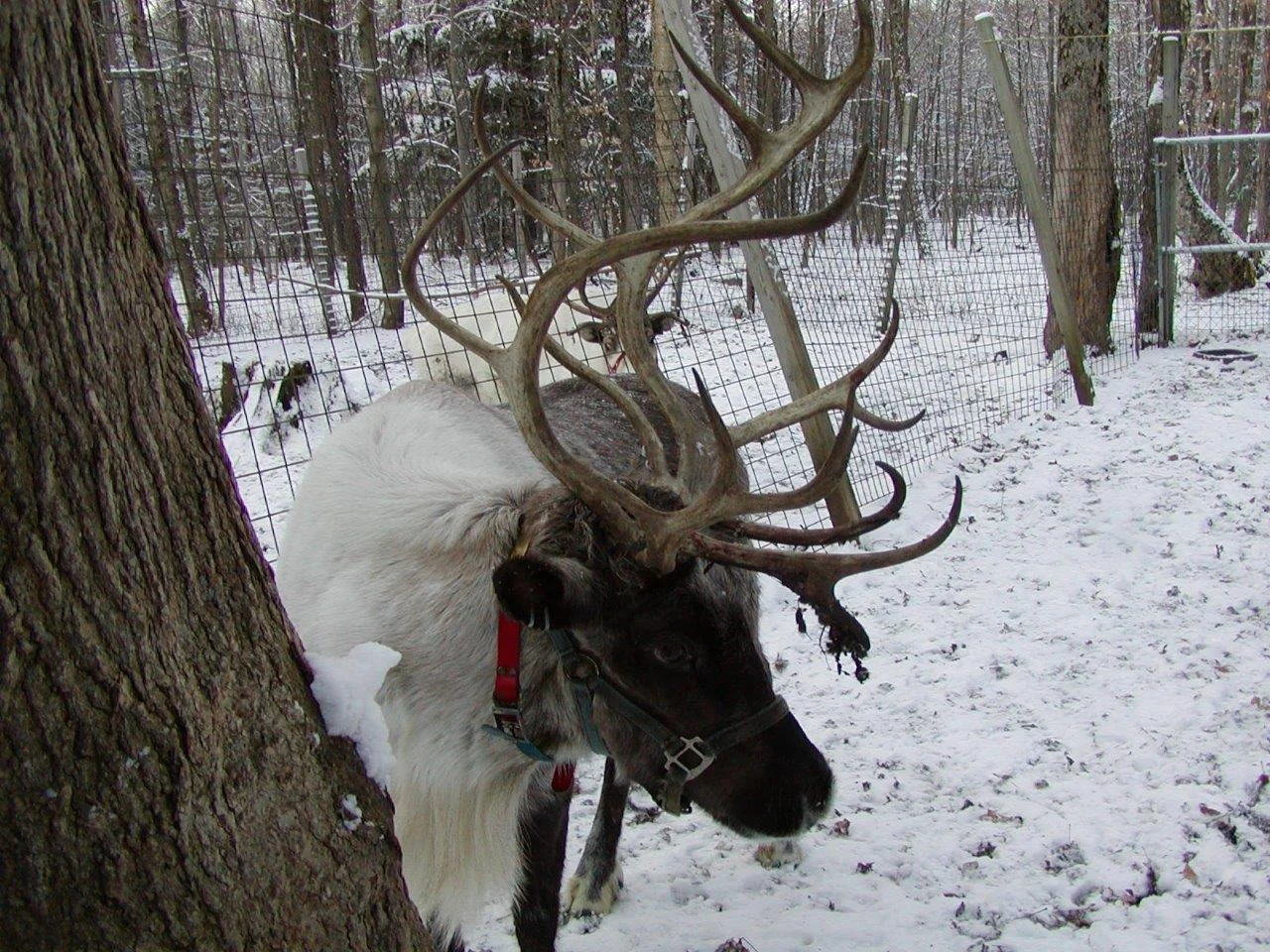 Lapland Lake — Cross Country Skiing