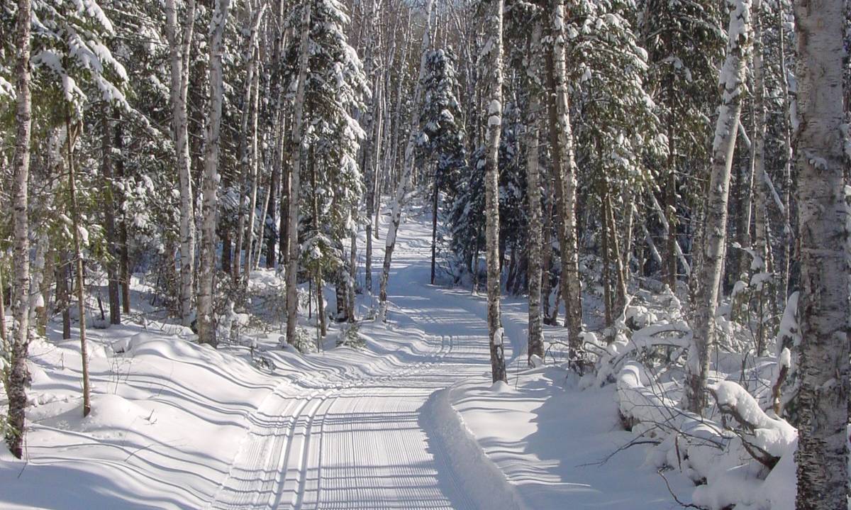 White Birch lined trails in the Northwoods