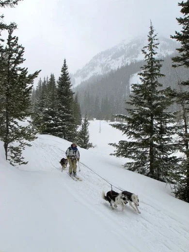 Dogs can be on a leash or off a leash on the ski trail