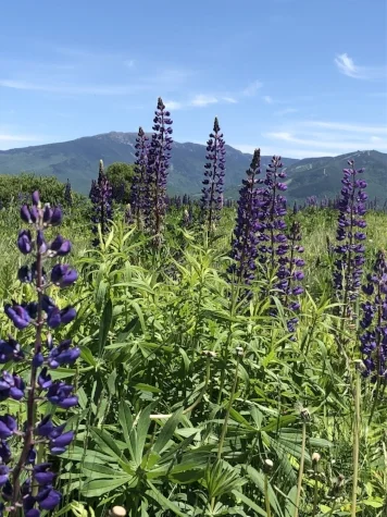 Lupine field in the White Mountains of New Hampshire