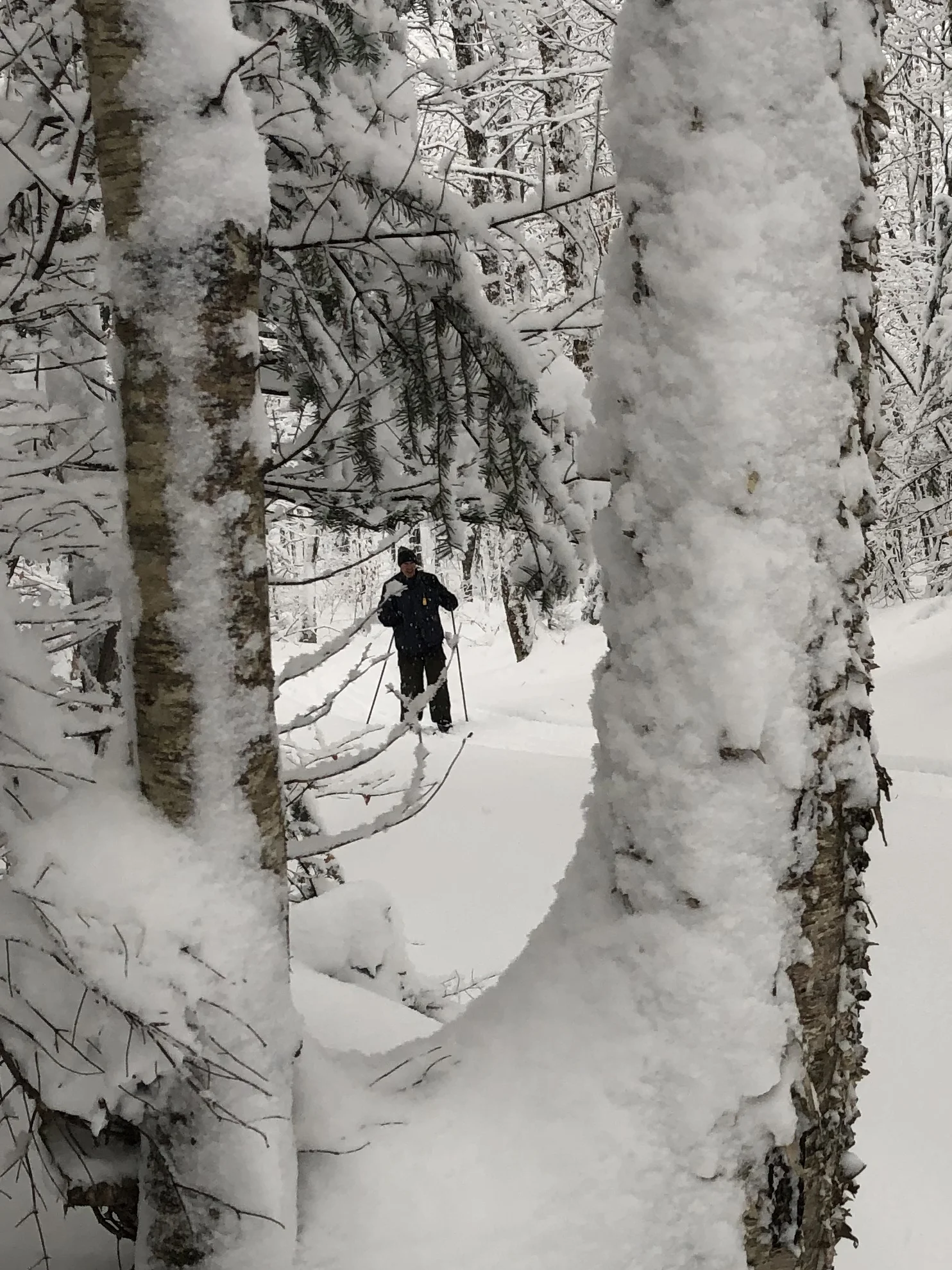 XC-ski-thru-trees.jpg