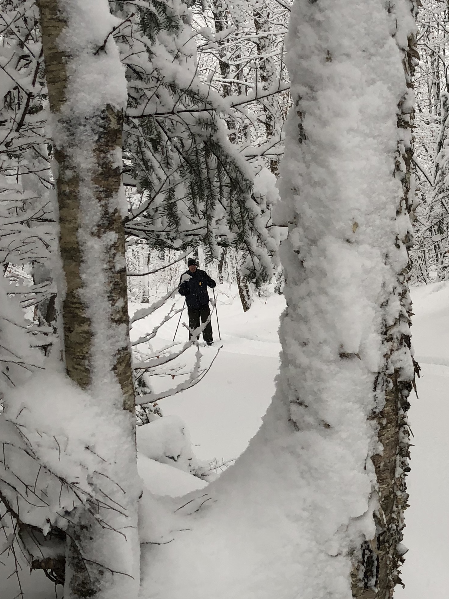 XC-ski-thru-trees.jpg