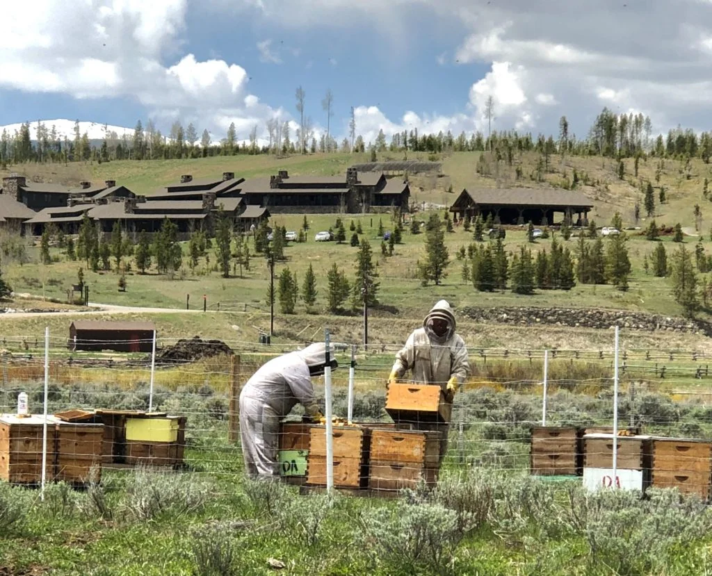 Harvesting honey at Devil’s Thumb