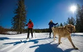 Are Dogs Welcome on the Ski Trails?