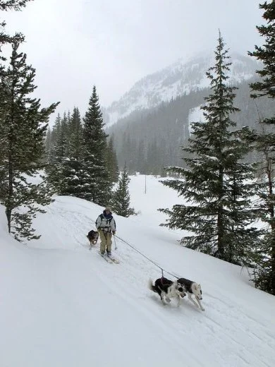 Skijoring: Enjoying Winter Trails with Your Dog