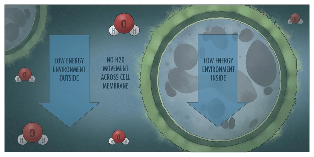 Mold3.jpg