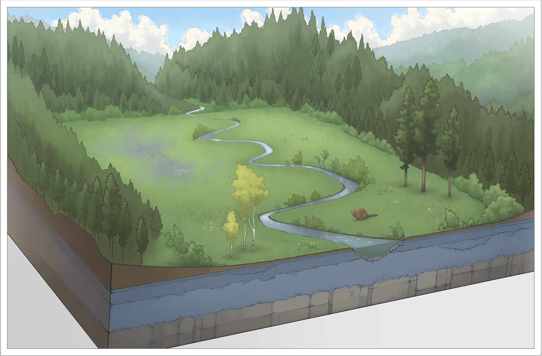 Meadow1.png