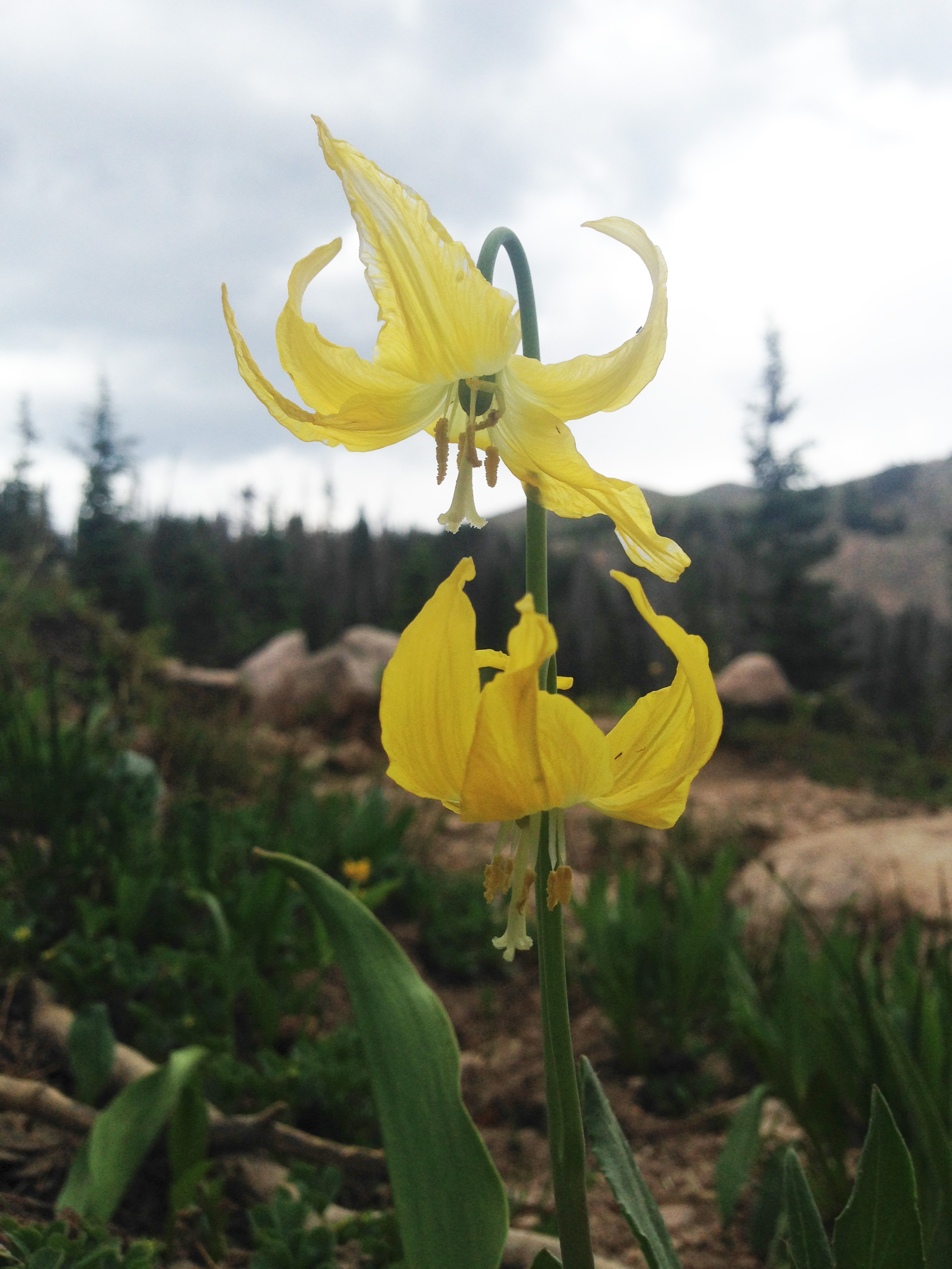 Yellow Avalanche Lilly
