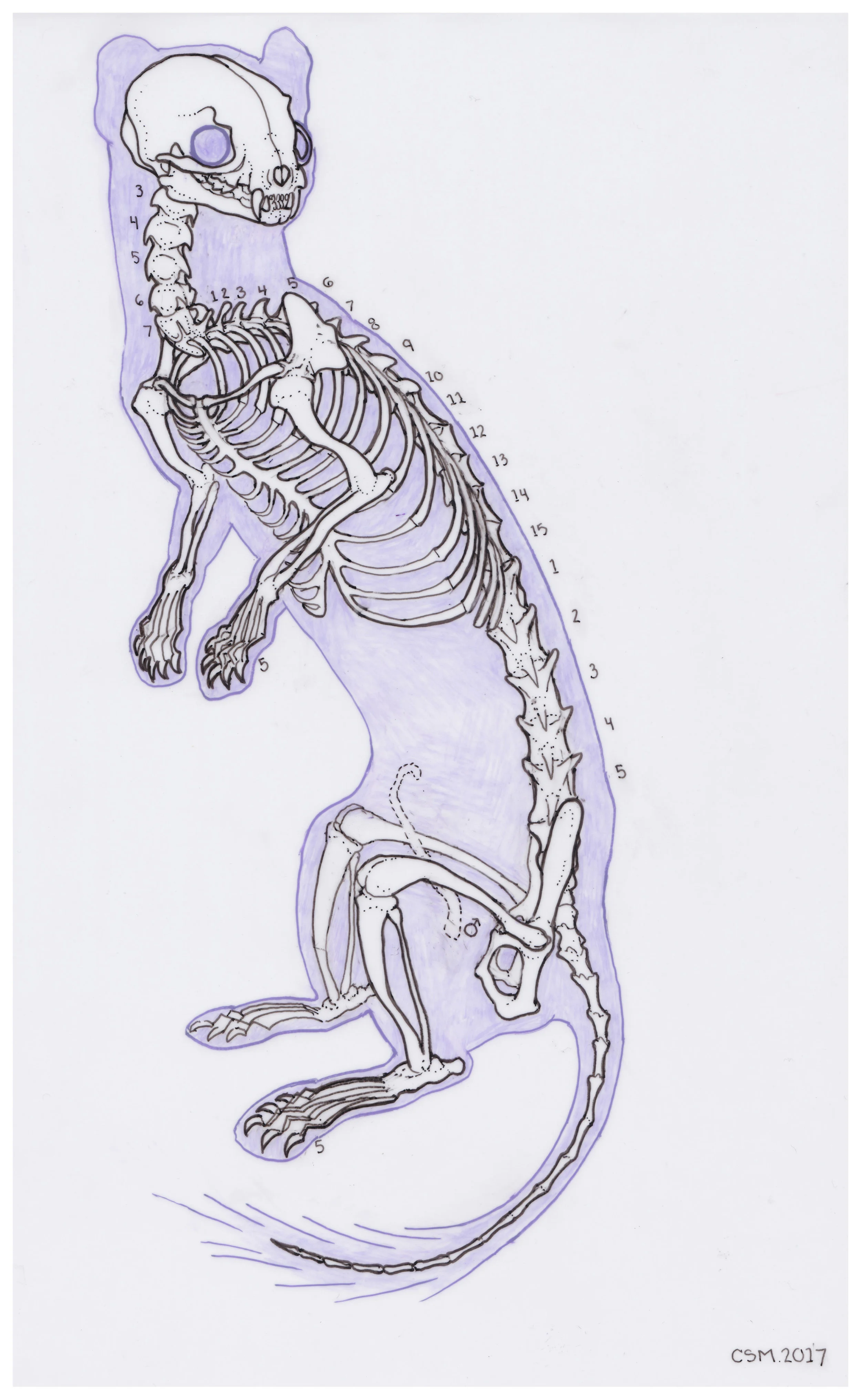 Skeletal Reconstruction