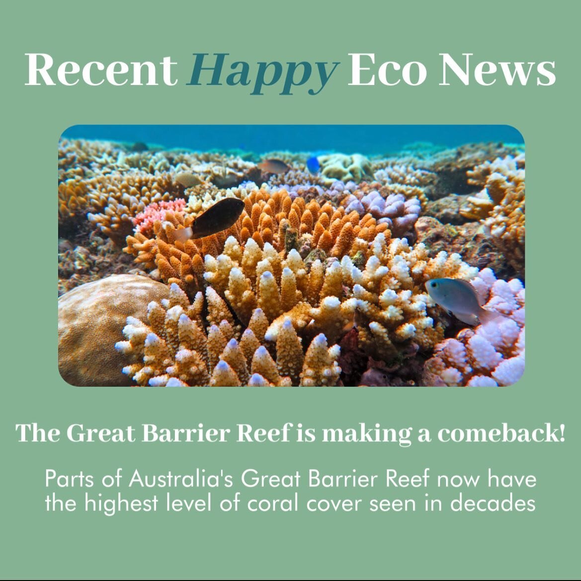 Did you know??? Coming at you with some positive eco news!

The Great Barrier Reef is repairing itself. How amazing is this?

#greatbarrierreef #happynews #econews