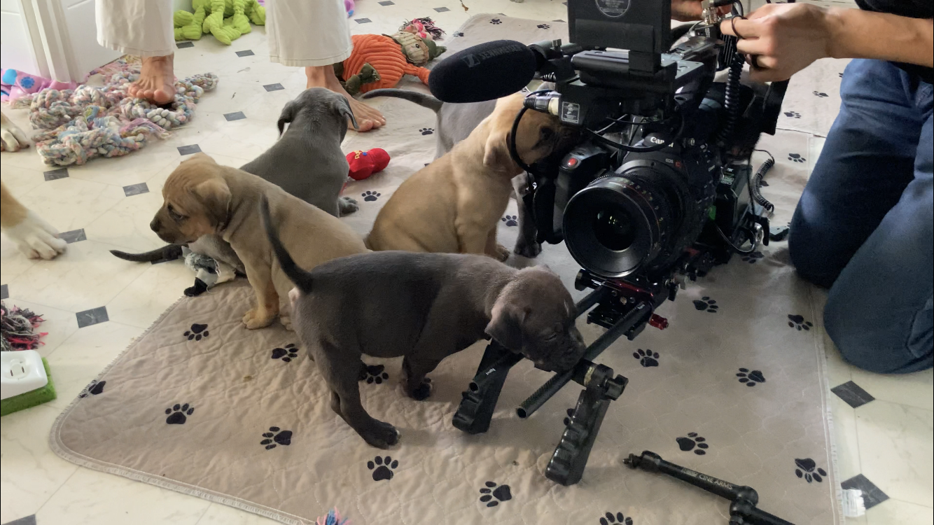 Puppies attack HD Camera.PNG